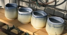 all-mugs.jpg